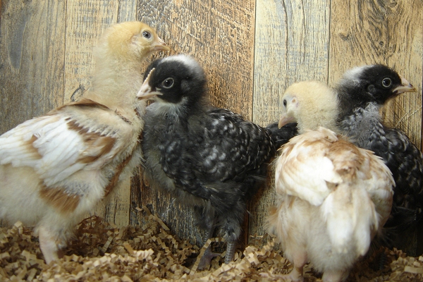8 Pullet Chicks Week 3 - 2 Barred Rock & 2 Gold Comet
